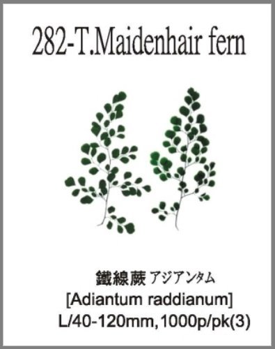 282-T.Maidenhair fern 