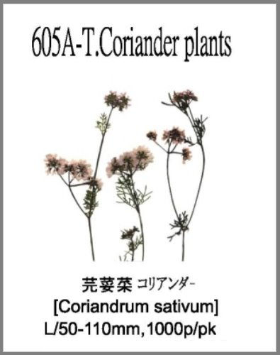 605A-T.Coriander plants