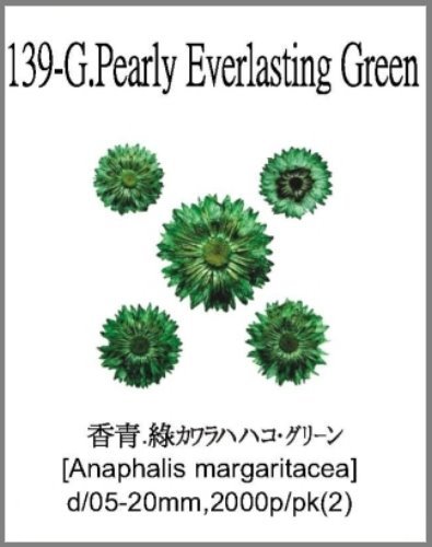 139-G.Pearly Everlasting Green 