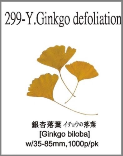 299-Y.Ginkgo defoliation