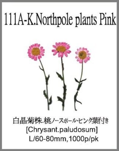 111A-K.Northpole plants Pink 