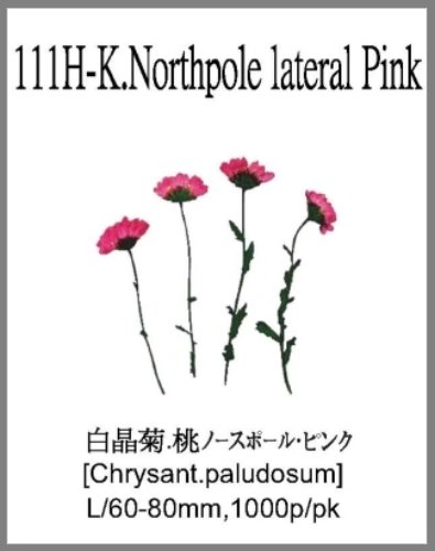 111H-K.Northpole lateral Pink 