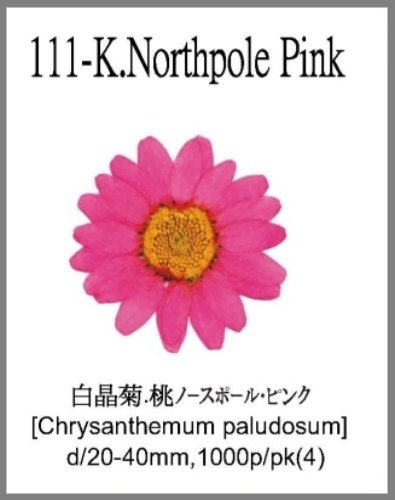 111-K.Northpole Pink