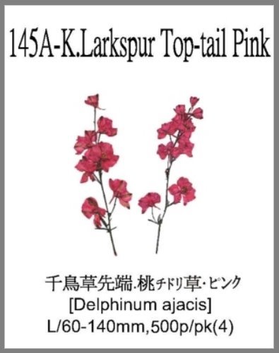 145A-K.Larkspur Top-tail Pink