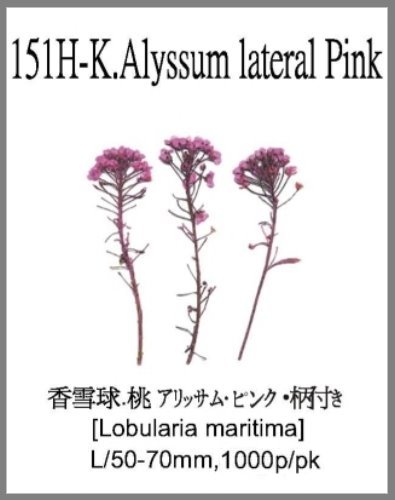 151H-K.Alyssum lateral Pink 