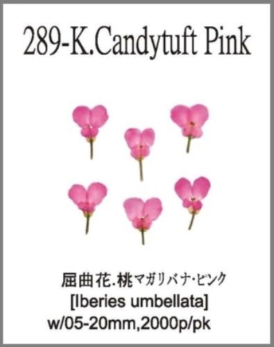 289-K.Candytuft Pink 