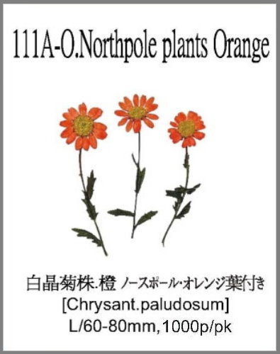 111A-O.Northpole plants Orange 