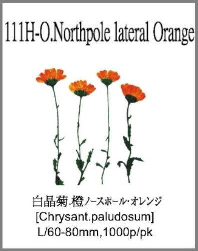 111H-O.Northpole lateral Orange 