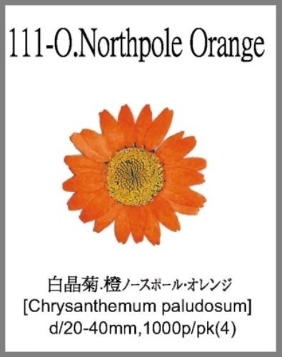 111-O.Northpole Orange 