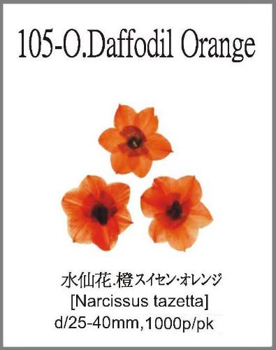 105-O.Daffodil Orange