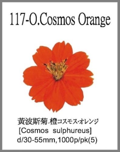117-O.Cosmos Orange 