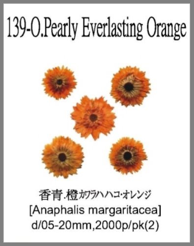 139-O.Pearly Everlasting Orange 