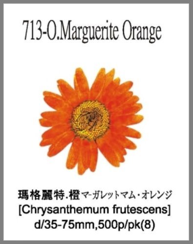 713-O.Marguerite Orange 
