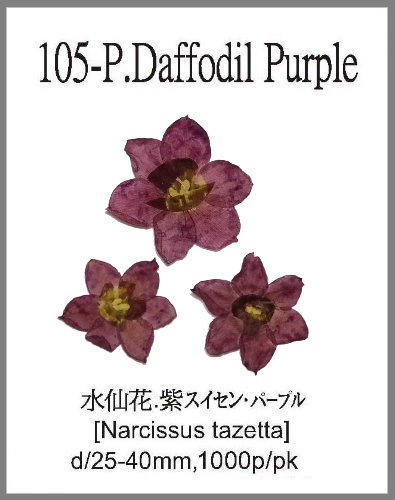 105-P.Daffodil Purple 