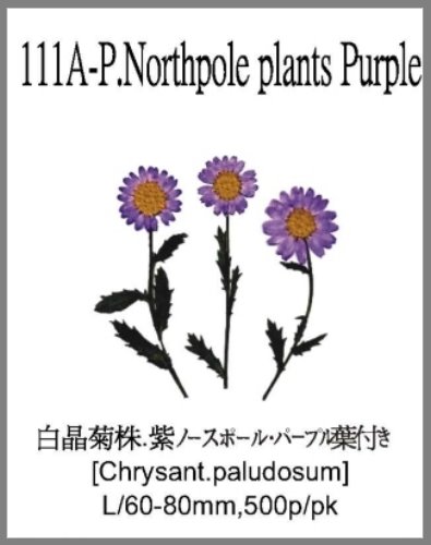 111A-P.Northpole plants Purple 