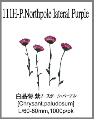 111H-P.Northpole lateral Purple 