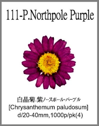 111-P.Northpole Purple 