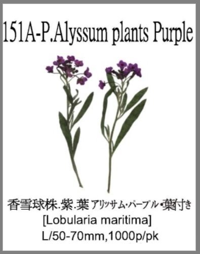151A-P.Alyssum plants Purple 