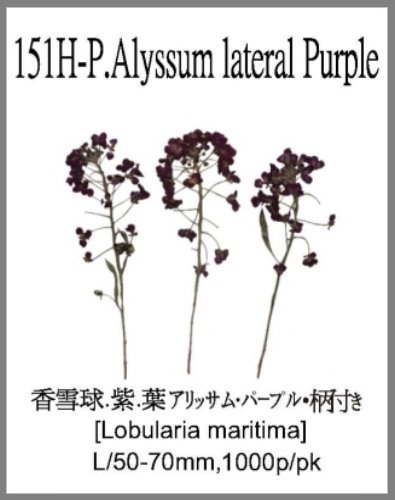 151H-P.Alyssum lateral Purple 
