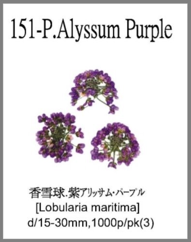 151-P.Alyssum Purple 