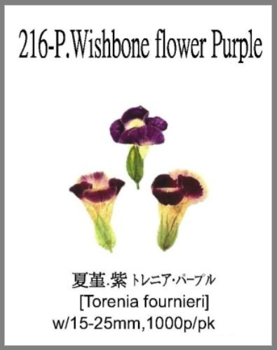 216-P.Wishbone flower Purple 