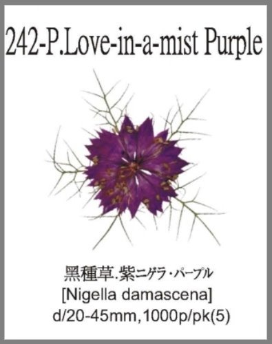 242-P.Love-in-a-mist Purple 