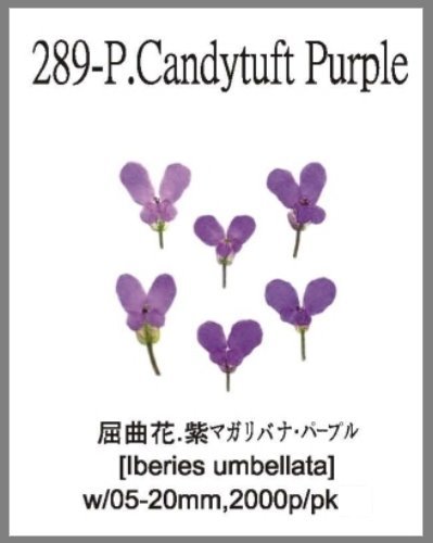 289-P.Candytuft Purple 