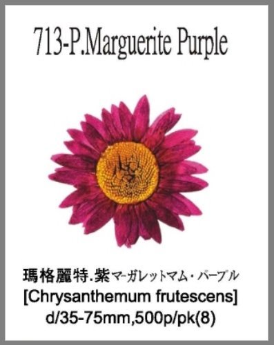 713-P.Marguerite Purple 