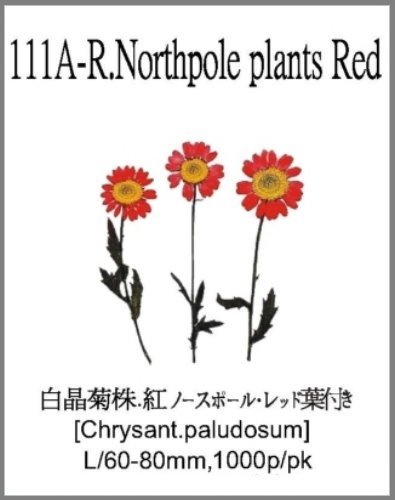 111A-R.Northpole plants Red 