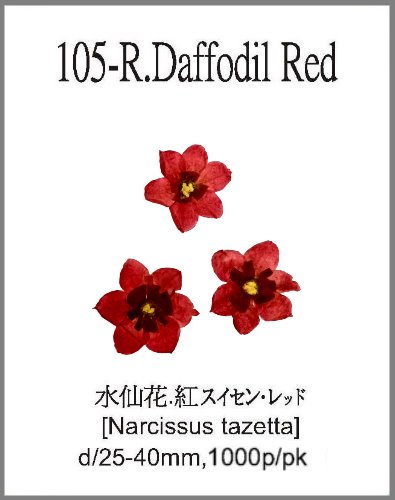 105-R.Daffodil Red 