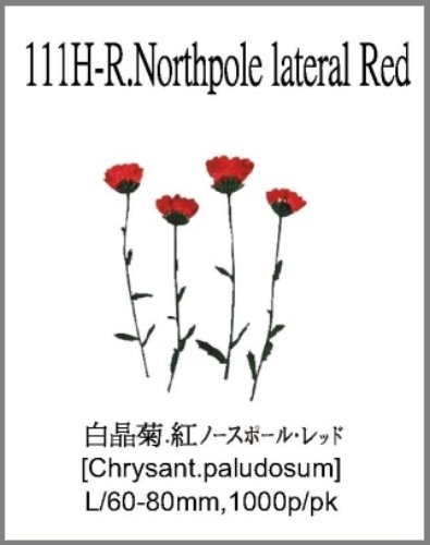 111H-R.Northpole lateral Red 