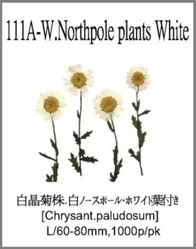 111A-W.Northpole plants White 