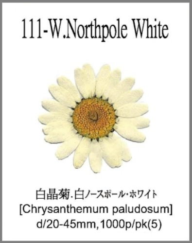 111-W.Northpole White 
