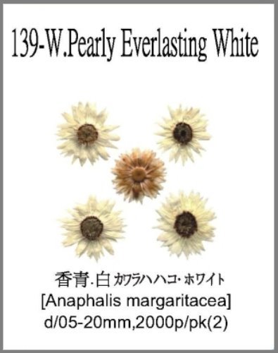 139-W.Pearly Everlasting White 