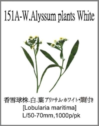 151A-W.Alyssum plants White 