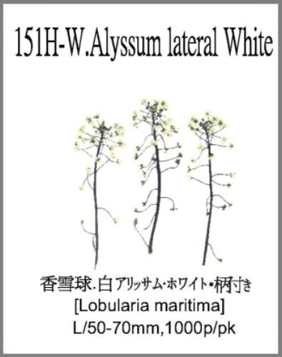 151H-W.Alyssum lateral White 