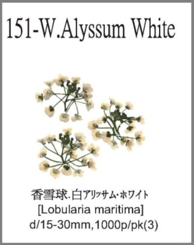 151-W.Alyssum White 