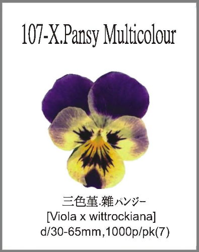 107-X.Pansy Multicolour 