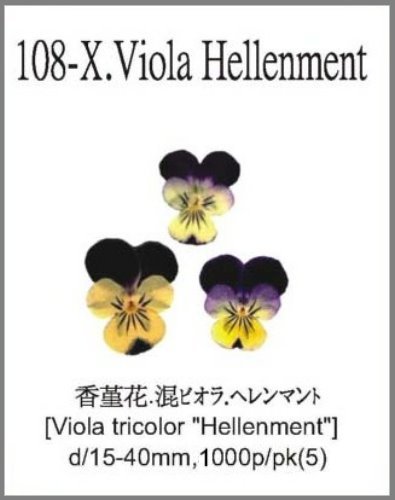 108-X.Viola Hellenment 