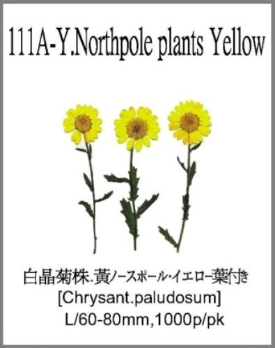 111A-Y.Northpole plants Yellow 