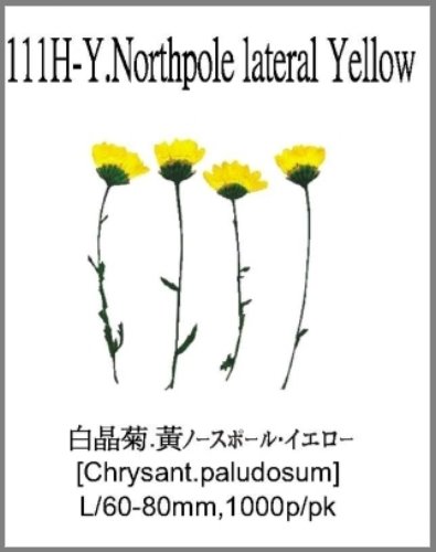 111H-Y.Northpole lateral Yellow 