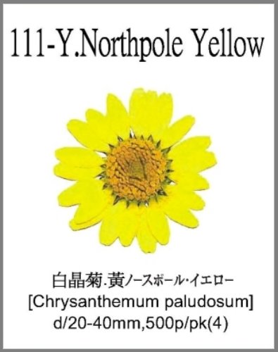 111-Y.Northpole Yellow 