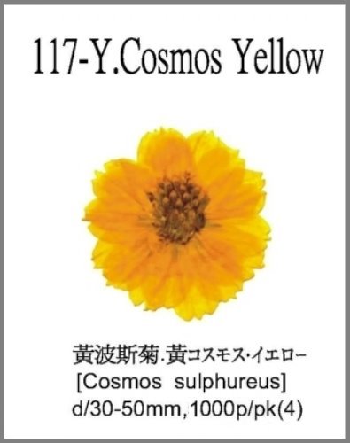 117-Y.Cosmos Yellow  