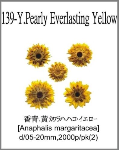 139-Y.Pearly Everlasting Yellow 