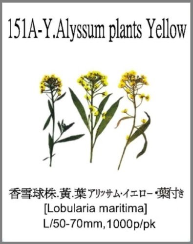 151A-Y.Alyssum plants Yellow 