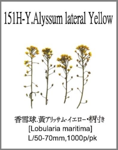 151H-Y.Alyssum lateral Yellow 