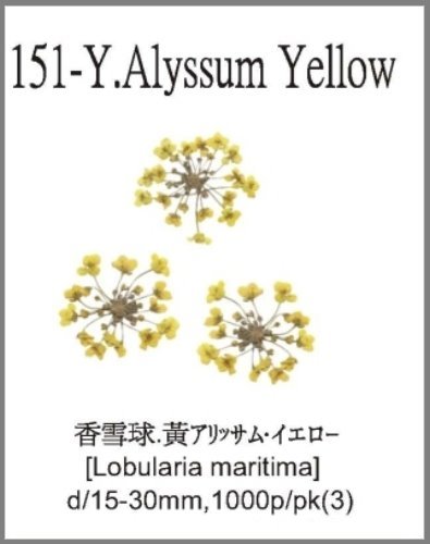 151-Y.Alyssum Yellow  