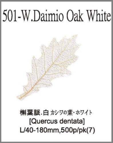 501-W.Daimio Oak White 