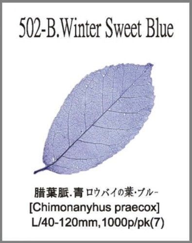 502-B.Winter Sweet Blue 