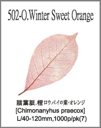 502-O.Winter Sweet Orange 